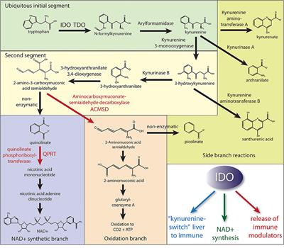 Quinolinate as a Marker for Kynurenine Metabolite Formation and the Unresolved Question of NAD+ Synthesis During Inflammation and Infection